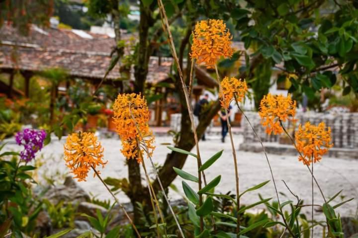 Uzhupud Garden Hotel & Lodge Paute Exterior foto
